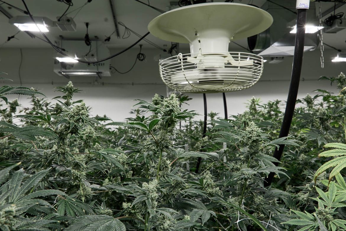 Cannabis Plants Growing In a Room
